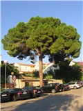 Pinus pinea, Mali Lošinj  